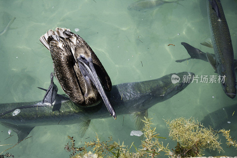 在佛罗里达伊斯拉莫拉达的Hungry Tarpon餐厅里，鹈鹕在游泳